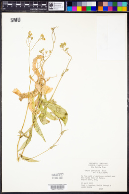 Image of Crepis micrantha