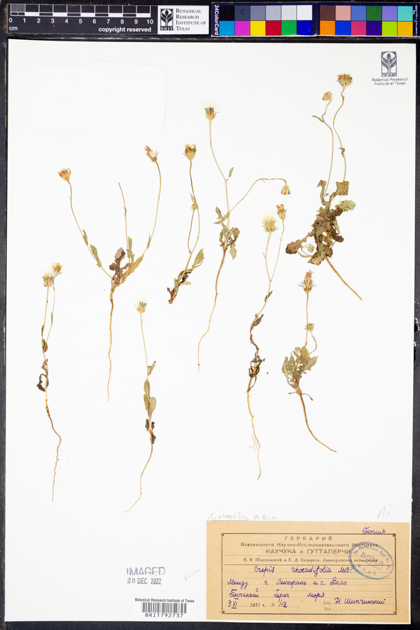 Crepis foetida subsp. rhoeadifolia image