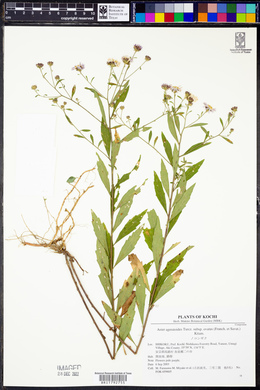 Aster ageratoides subsp. ovatus image