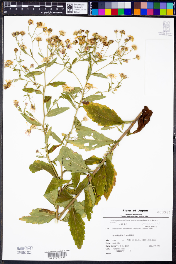 Aster ageratoides subsp. ovatus image