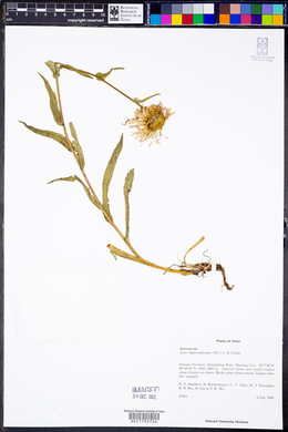 Aster diplostephioides image