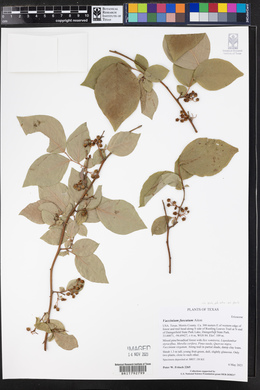 Vaccinium fuscatum image