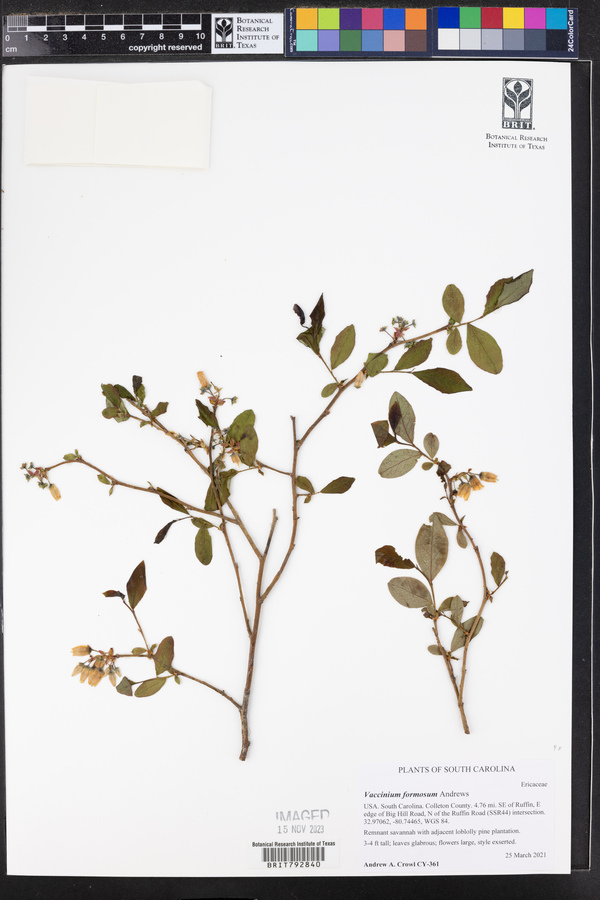 Vaccinium formosum image