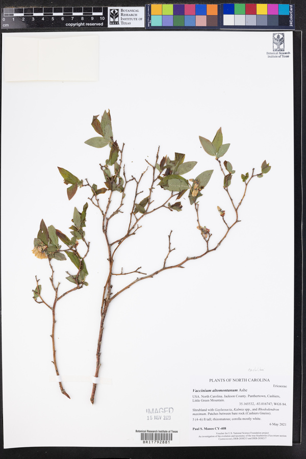 Vaccinium constablaei image