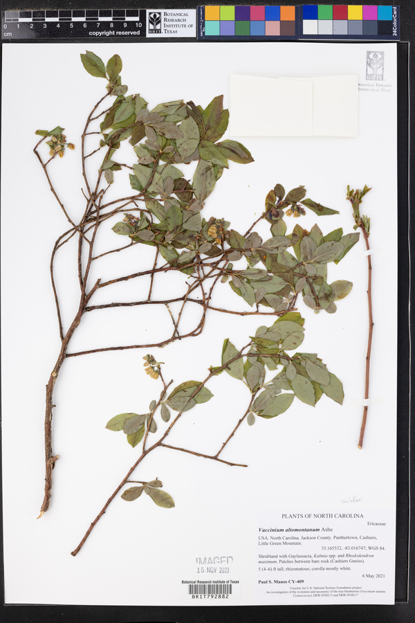 Vaccinium constablaei image