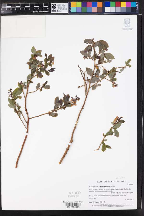 Vaccinium altomontanum image