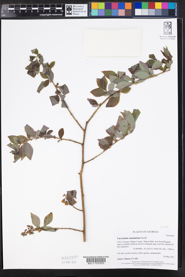 Vaccinium simulatum image