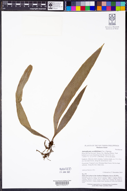 Antrophyum sessilifolium image