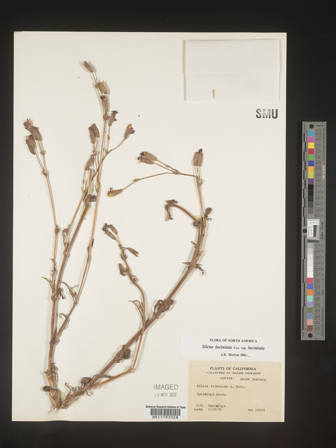 Silene laciniata subsp. laciniata image