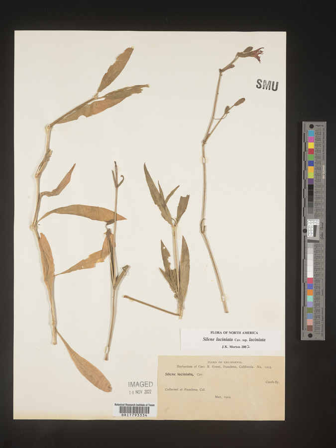 Silene laciniata subsp. laciniata image