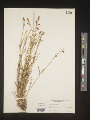 Silene douglasii image