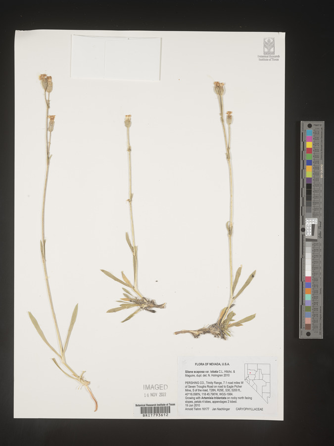 Silene scaposa image