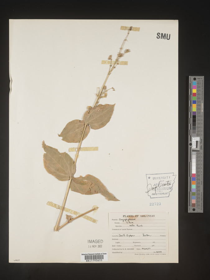 Silene ovata image