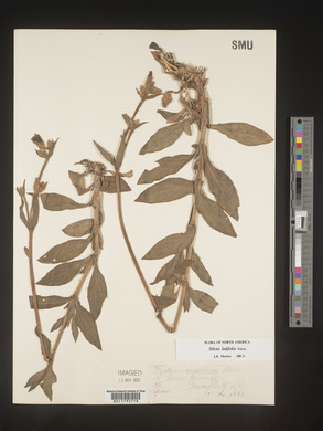 Silene latifolia image