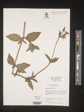 Silene latifolia image