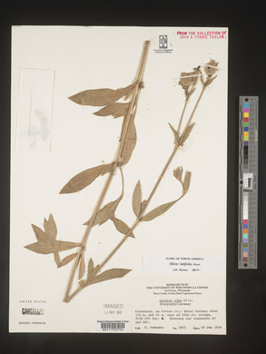 Silene latifolia image