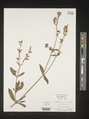 Silene latifolia image