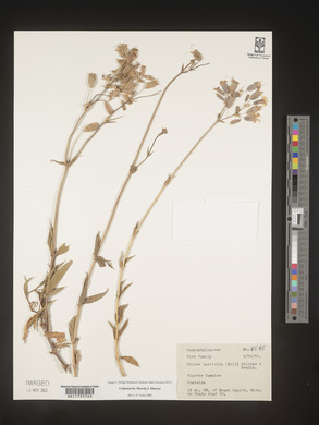 Silene latifolia image