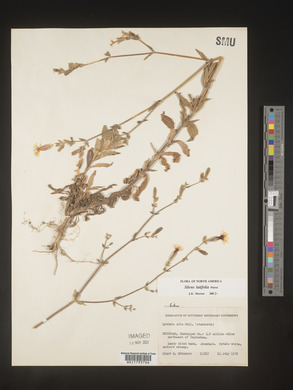Silene latifolia image