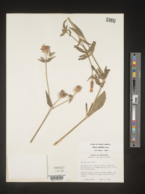 Silene latifolia image