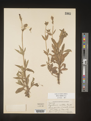 Silene latifolia image