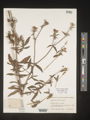 Silene latifolia image