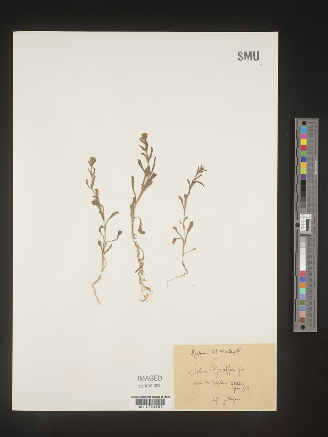Silene ciliata subsp. graefferi image