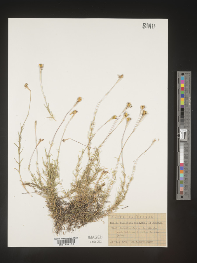 Silene hayekiana image