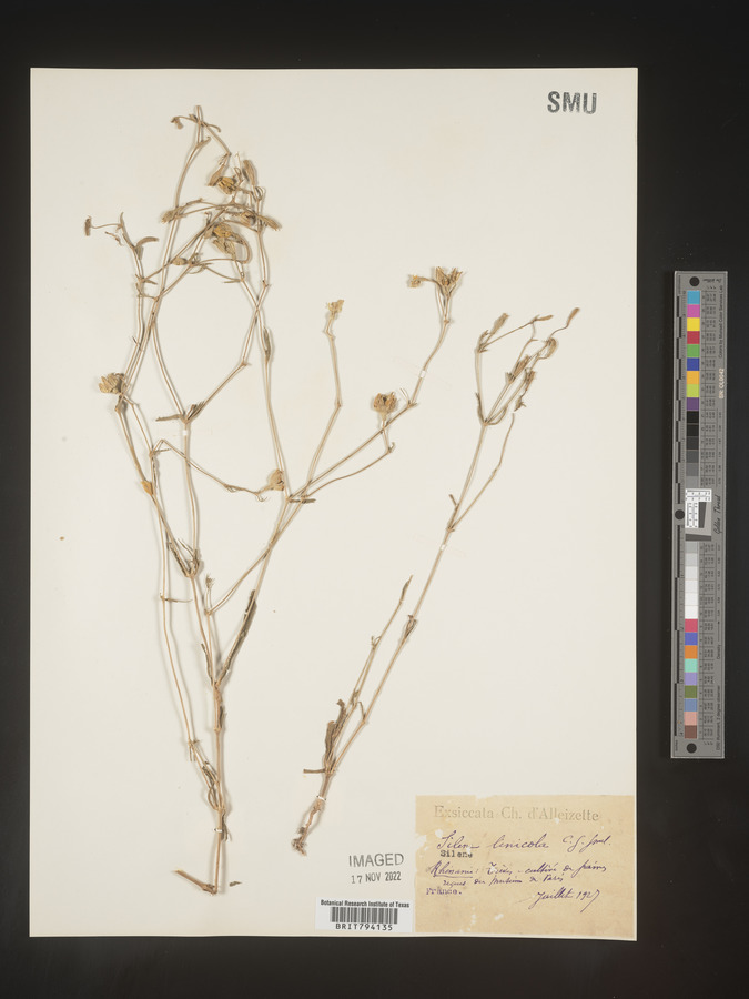 Silene linicola image