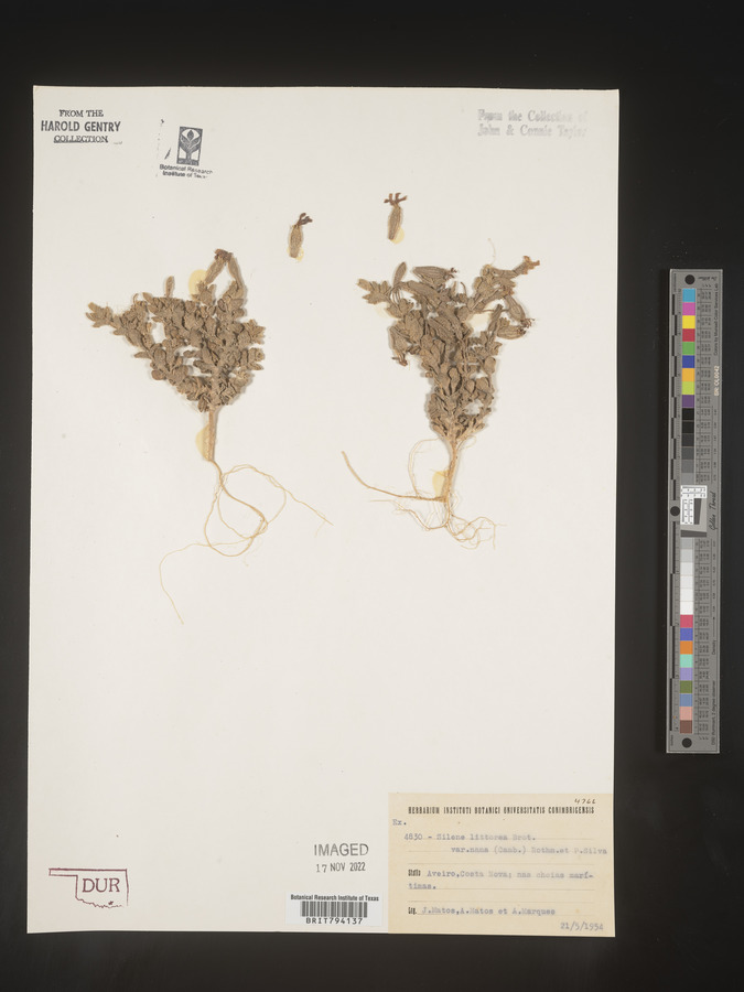 Silene littorea image