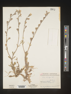 Silene colorata subsp. trichocalycina image