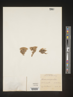 Silene acaulis subsp. exscapa image