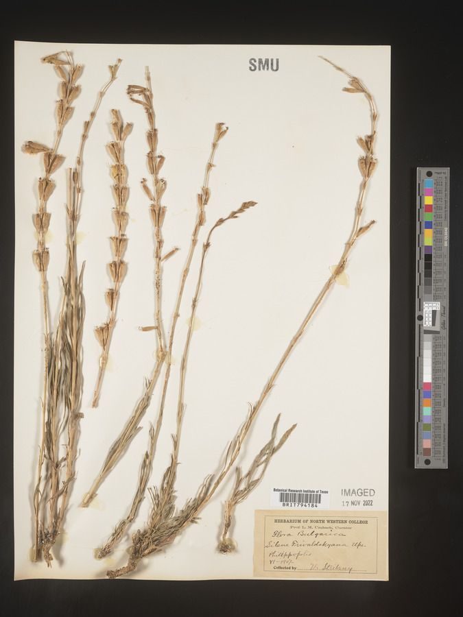 Silene frivaldskyana image