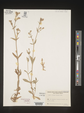 Silene fuscata image