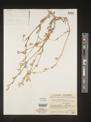 Silene colorata subsp. trichocalycina image