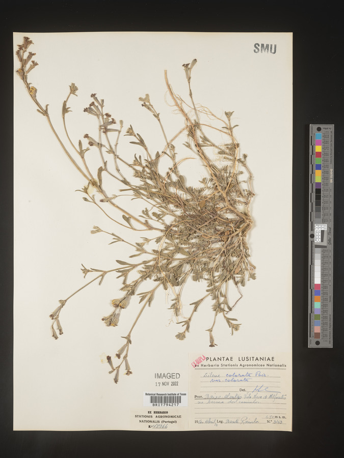 Silene colorata var. colorata image