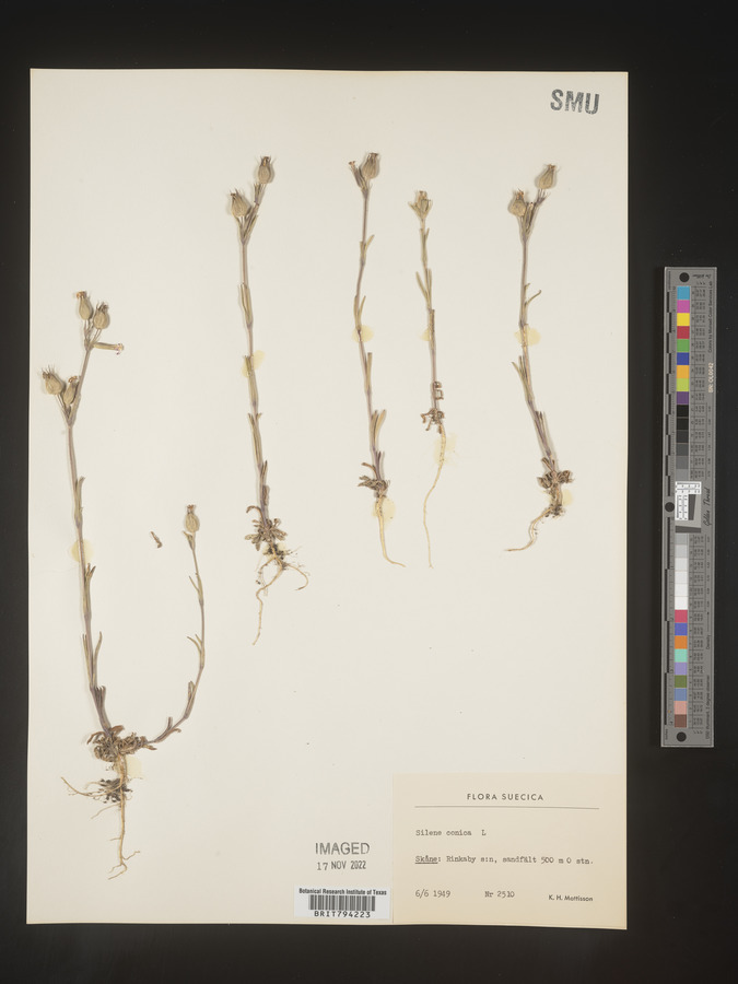 Silene conica image