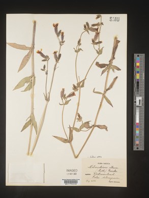 Silene latifolia image