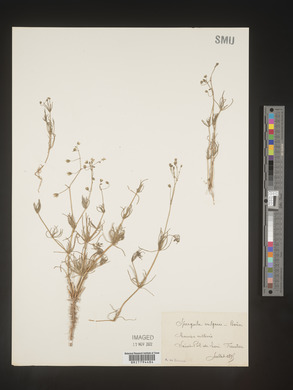 Spergula arvensis subsp. arvensis image