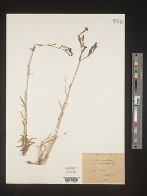 Silene paradoxa image