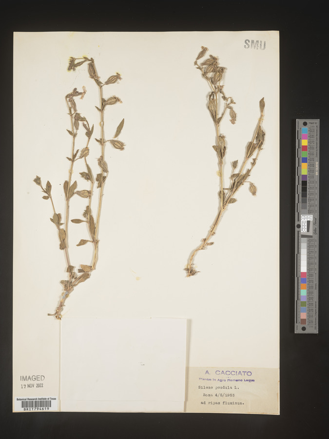 Silene pendula image