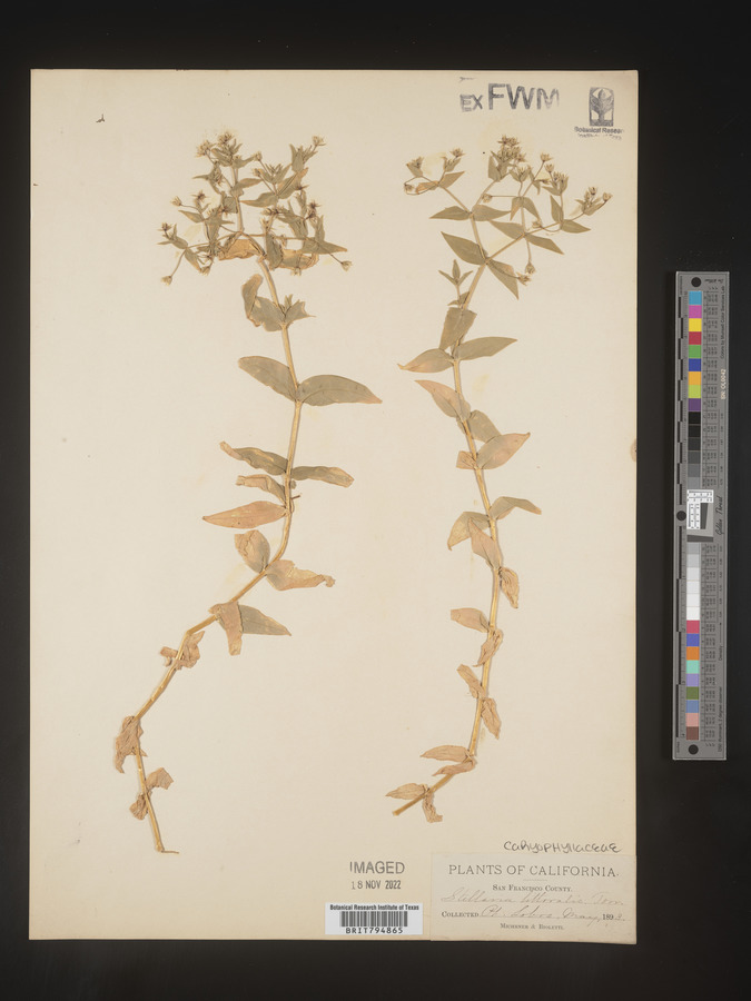 Stellaria littoralis image