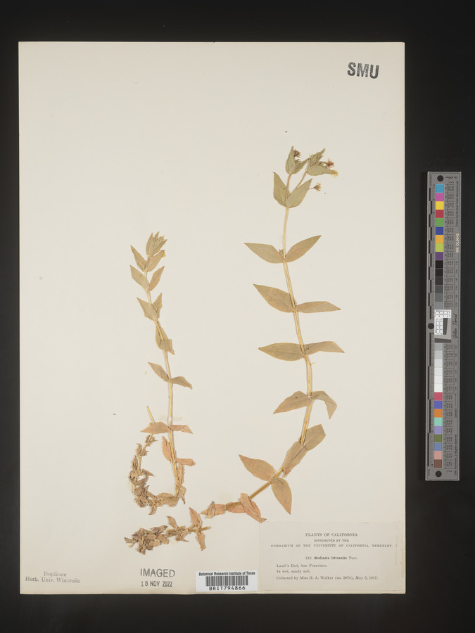 Stellaria littoralis image