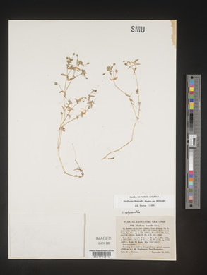 Stellaria borealis subsp. borealis image