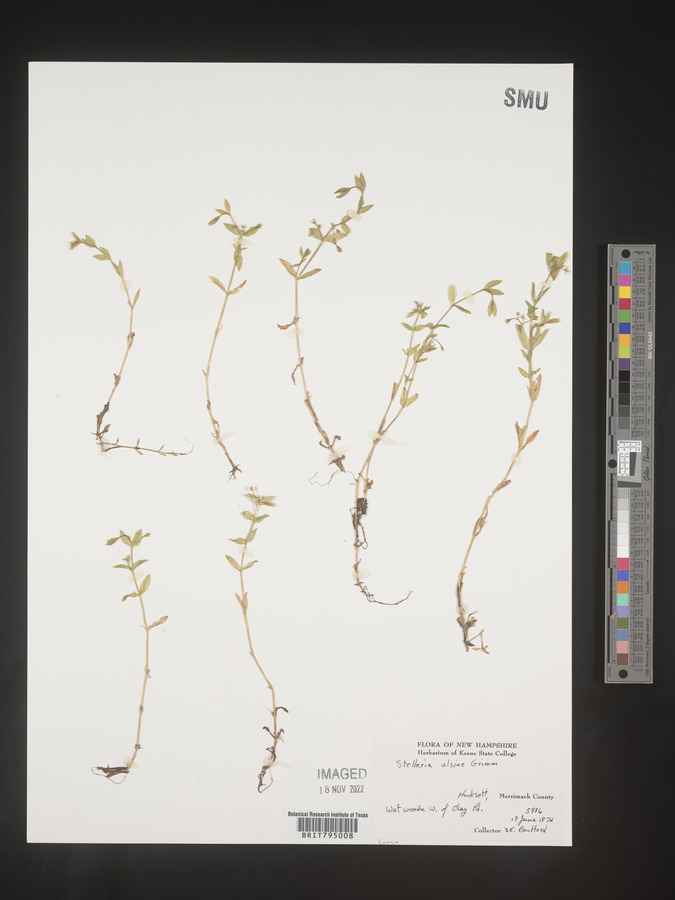 Stellaria alsine image