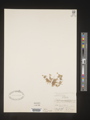 Spergularia rupestris image
