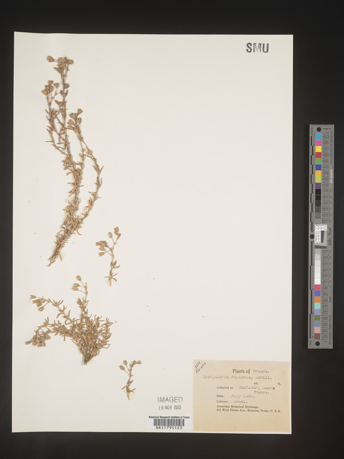 Spergularia rupicola image