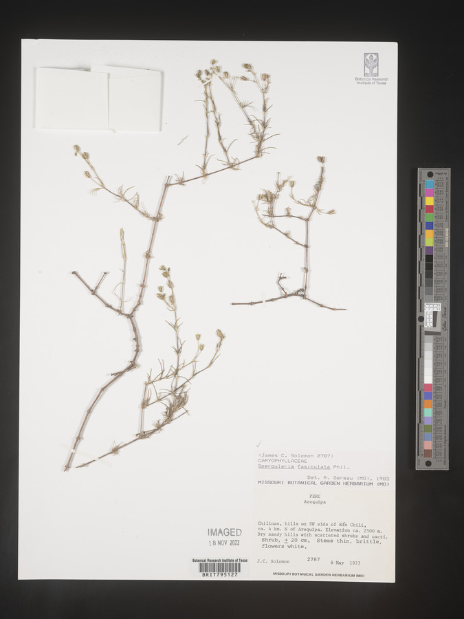 Spergularia fasciculata image