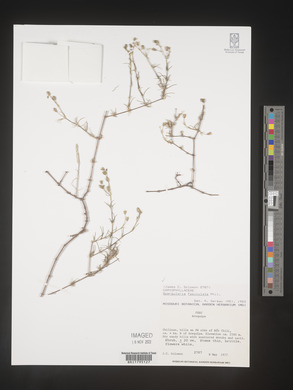 Image of Spergularia fasciculata
