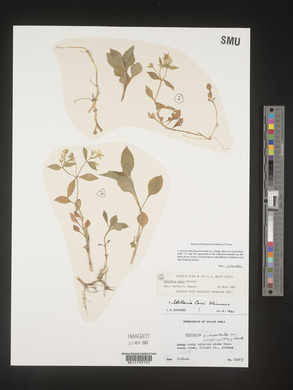 Stellaria corei image